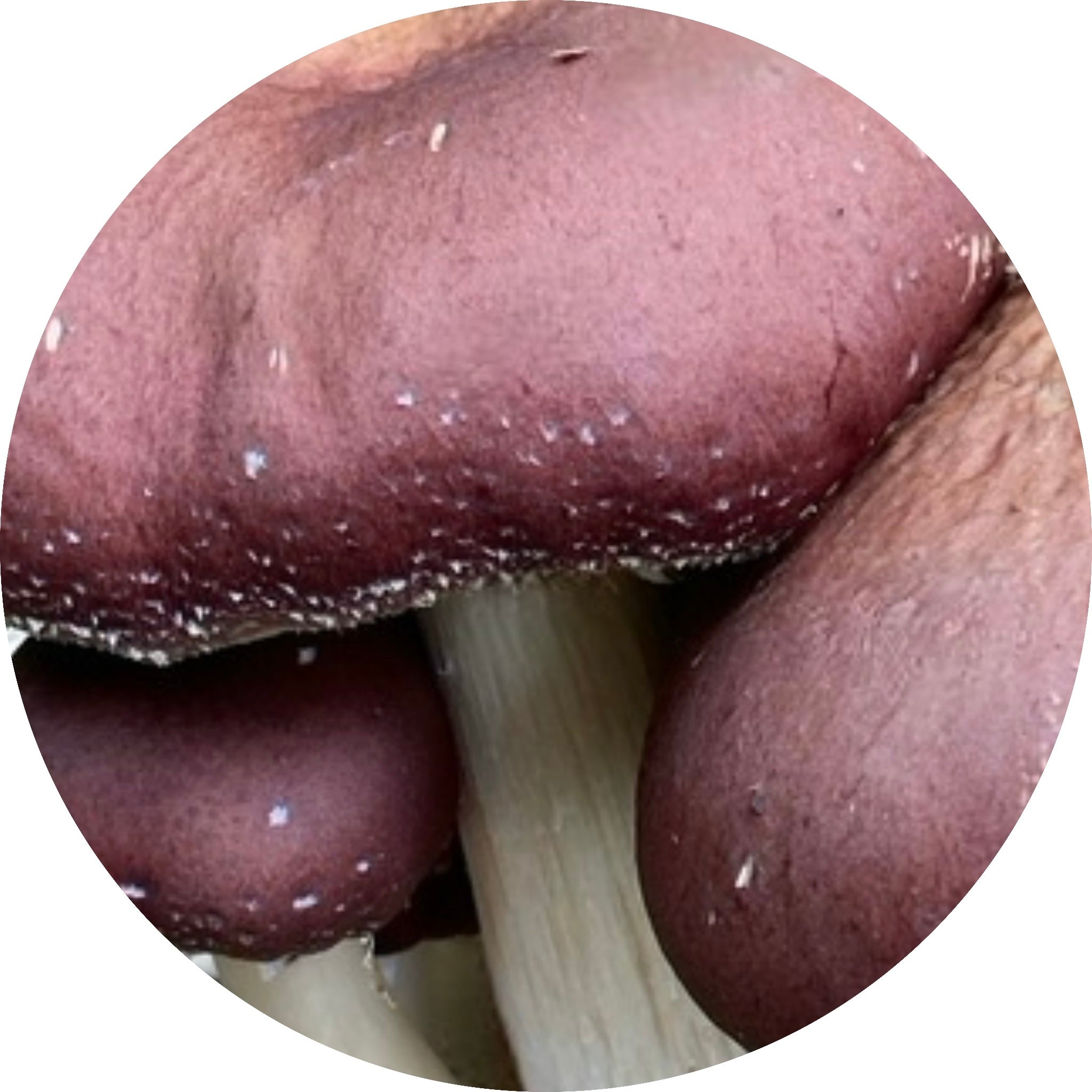 wine cap mushroom